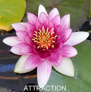 Attraction_New