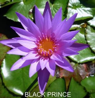 Black_Prince