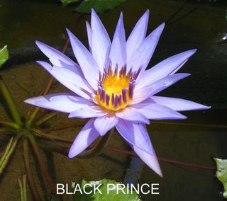 Black_Prince_New