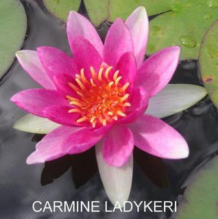 Carmine_Ladykeri__Label_1_
