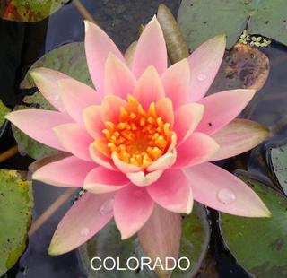 Colorado