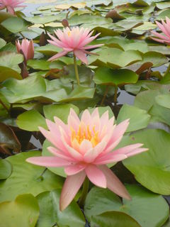 Colorado_in_flower