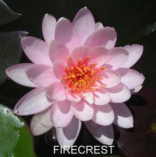 Firecrest_New