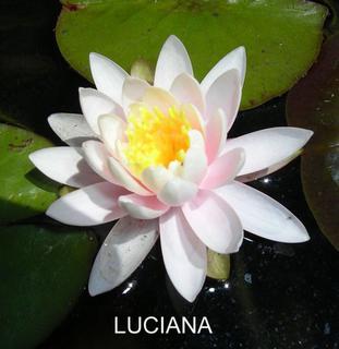 Luciana