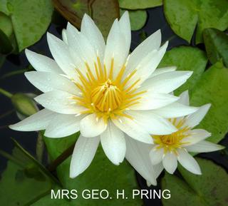 Mrs_Geo_H_Pring
