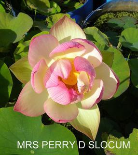 Mrs_Perry_D_Slocum
