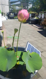 Mrs_Perry_Slocum_Lotus