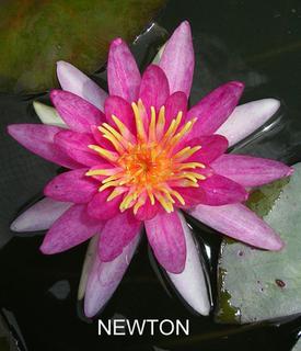 Newton