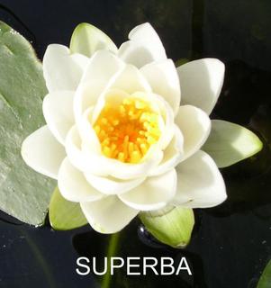Odorata_Superba