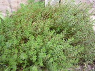 P1030518_1__web_size