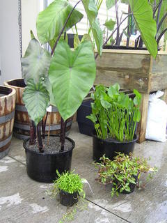 Plant_comparisons__7_