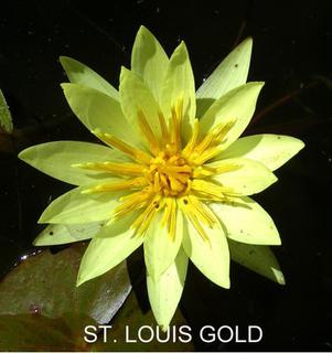 St_Louis_Gold