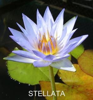 Stellata