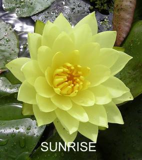 Sunrise_1