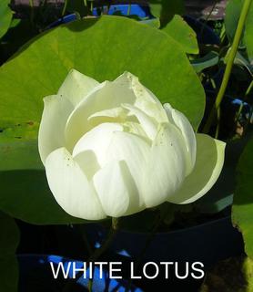 White_Lotus