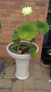 White_Lotus_in_Pedestal_Bowl
