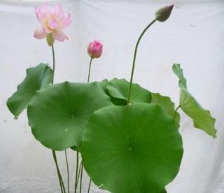 Water Lilies & Lotus