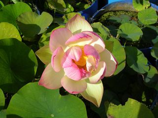 Lotus