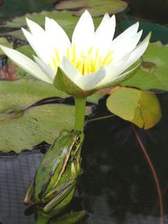 Frog on a Mrs Geo. Pring Tropical Water lily