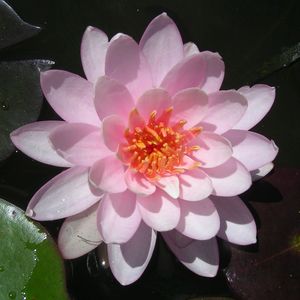 Care of Water lilies