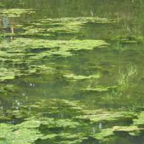 Reason for Green