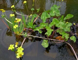 Aquatic Plants