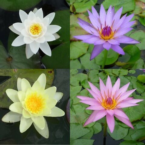 Water Lilies
