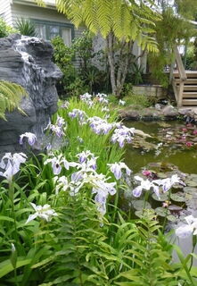 Gallery - Water lilies, Aquatic Plants & Lotus