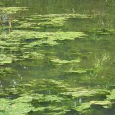 Reason for Green