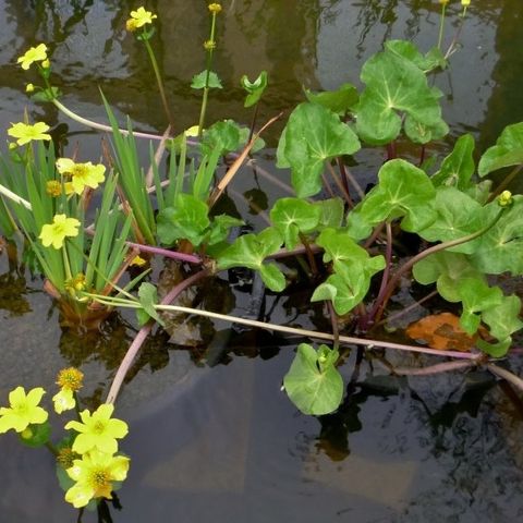 Aquatic Plants