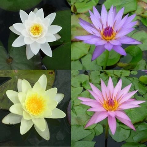Water Lilies