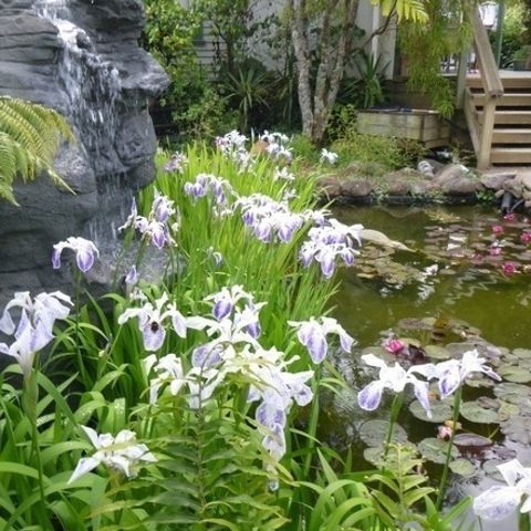 Gallery - Water lilies, Aquatic Plants & Lotus