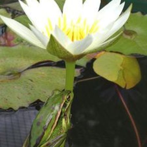 Basic Pond and Watergarden Information
