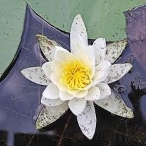 Water Garden Pests - Insects, Bugs and Animals