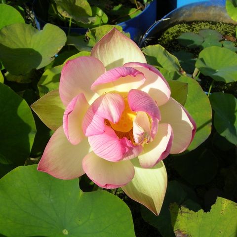 Lotus